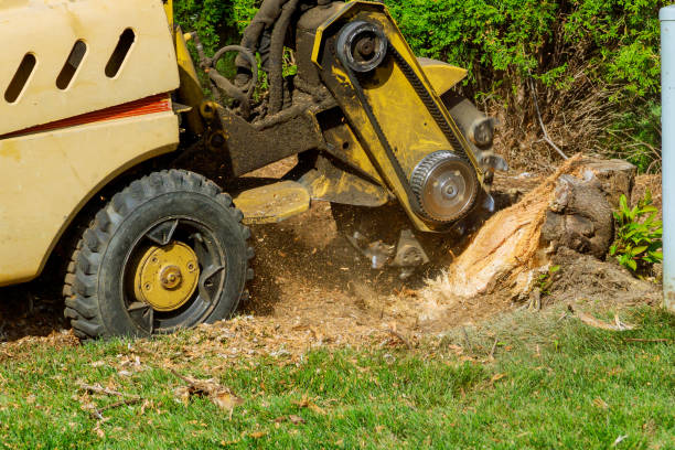 Reliable Bear Creek Ranch, TX Tree Services Solutions